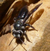 Andrena agilissima (Scopoli 1770), Abeja de prado. 3