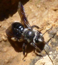 Andrena agilissima (Scopoli 1770), Abeja de prado.