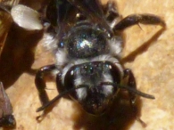 Andrena agilissima (Scopoli 1770), Abeja de prado. 4