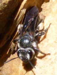 Andrena agilissima (Scopoli 1770), Abeja de prado. 2