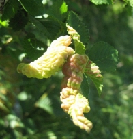 Agalla de Eriosoma lanuginosum en Ulmus glabra (Huds.) u Olmo de montaña.