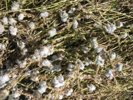 Agallas producidas por Eriophyes barroisi en Plantago albicans, o Llantén