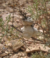 Cecid�mido Rhopalomyia navasi (Tavares) en Artemisia herba alba (Asso), Artemisa.