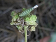 Aceria chondrilla induce agallas sobre Chondrilla juncea.