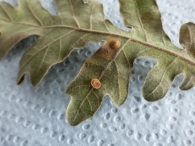 Lentejuela com�n por Neuroterus quercusbaccarum L. en hoja de Quercus pyrenaica. 3