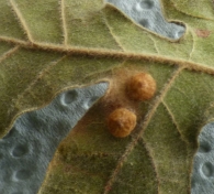 Lentejuela com�n por Neuroterus quercusbaccarum L. en hoja de Quercus pyrenaica. 4