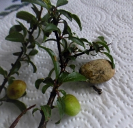 Agallas de Taphrina pruni (Tul. 1866) en Prunus spinosa. 4