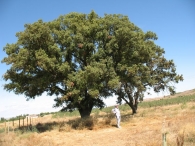 MN n� 4. Quercus ilex L. subsp. ilex x Quercus ilex subsp. ballota (Samp.), Encina. 3