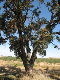 MN n� 4. Quercus ilex L. subsp. ilex x Quercus ilex subsp. ballota (Samp.), Encina. 2