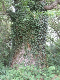 MN nº 10. Quercus robur L., Roble pedunculado. 3