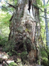 MN n� 12. Quercus calvescens Vuk. = Quercus petraea (Matt.) Liebl. x Quercus humilis Mill. El gigante de Garayoa