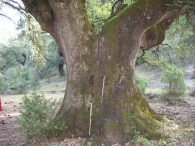 MN n� 26. Quercus ilex L. subesp ilex, Encina. 3