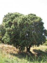 MN n� 32. Juniperus oxycedrus L., Enebro de la miera. 4