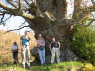 MN n� 35. Quercus humilis. Roble de San Francisco Javier. LIZARRAGA 3
