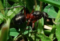 Camponotus ligniperdus -posible reina-