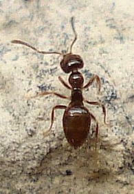 Plagiolepis pygmaea 2