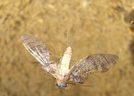 Epeorus cf. sylvicola -vista ventral, ejemplar muerto- 2