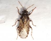 Heterogaster urticae 3