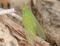 Dictyophara = Epiptera multireticulata