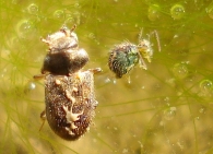 Sminthurus viridis - junto al coleóptero Heterocerus-