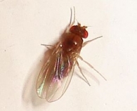 Drosophila cf. melanogaster