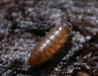 Trichoniscus pusillus