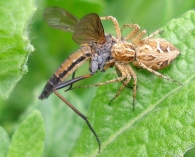 Rhagio perrisi  -atrapado por araña Oxyopes- 2