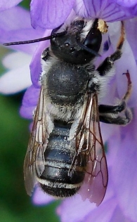 Megachile = Chalicodoma cf. ericetorum