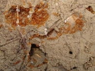 Solenopsis cf. fugax  -obreras e individuos alados- 6