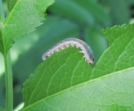 Macrophya alboannulata