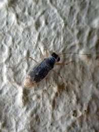 Erianotus lanosus