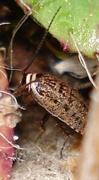 Phyllodromica subaptera