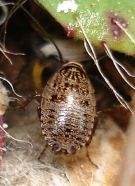 Phyllodromica subaptera 2