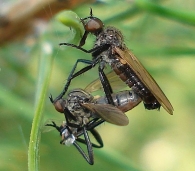 Rhamphomyia cf. sulcata -macho y hembra-