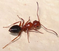 Camponotus lateralis - obrera minor-