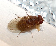 Drosophila repleta 3
