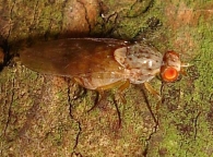 Pseudolyciella pallidiventris 3