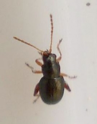 Aphthona sp. 3
