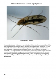 Mycetophila formosa