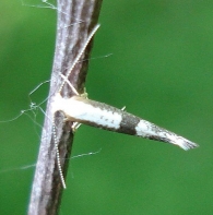Argyresthia cf. spinosella