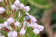Mordellochroa milleri 2