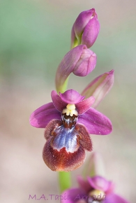 Ophrys x martae