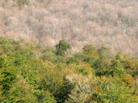 Calliteara pudibunda L, defoliación en hayedo. Foto de MB Inza.