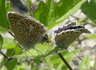 Polyommatus escheri