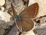 Polyommatus icarus -hembra- 2