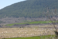 Leache / Leatxe. Rebaño de ovejas, raza Navarra