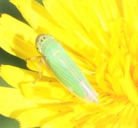 Cicadella viridis (Linnaeus, 1758). Chicharrita. Saltahojas,