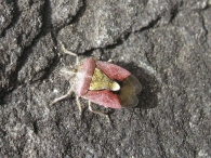 Dolycoris baccarum (Linnaeus, 1758), Chinche de la fresa
