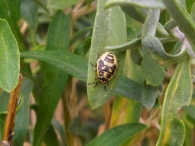 Eurydema oleracea -joven-