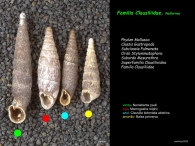 Familia Clausiliidae, Nafarroa
